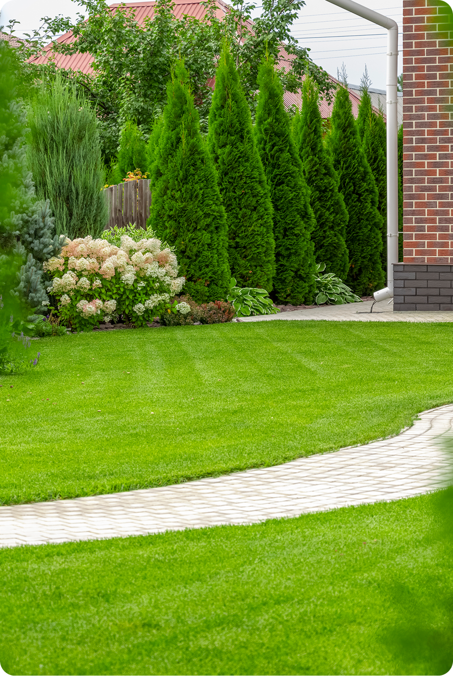 Green shrubs and tidy lawn