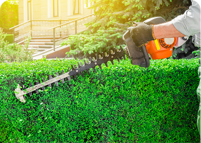 Trimming hedge with electric hedge trimmer