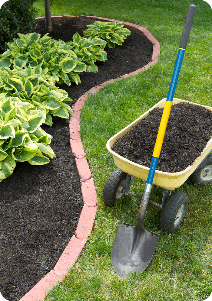 Yellow wheelbarrow with mulch in garden
