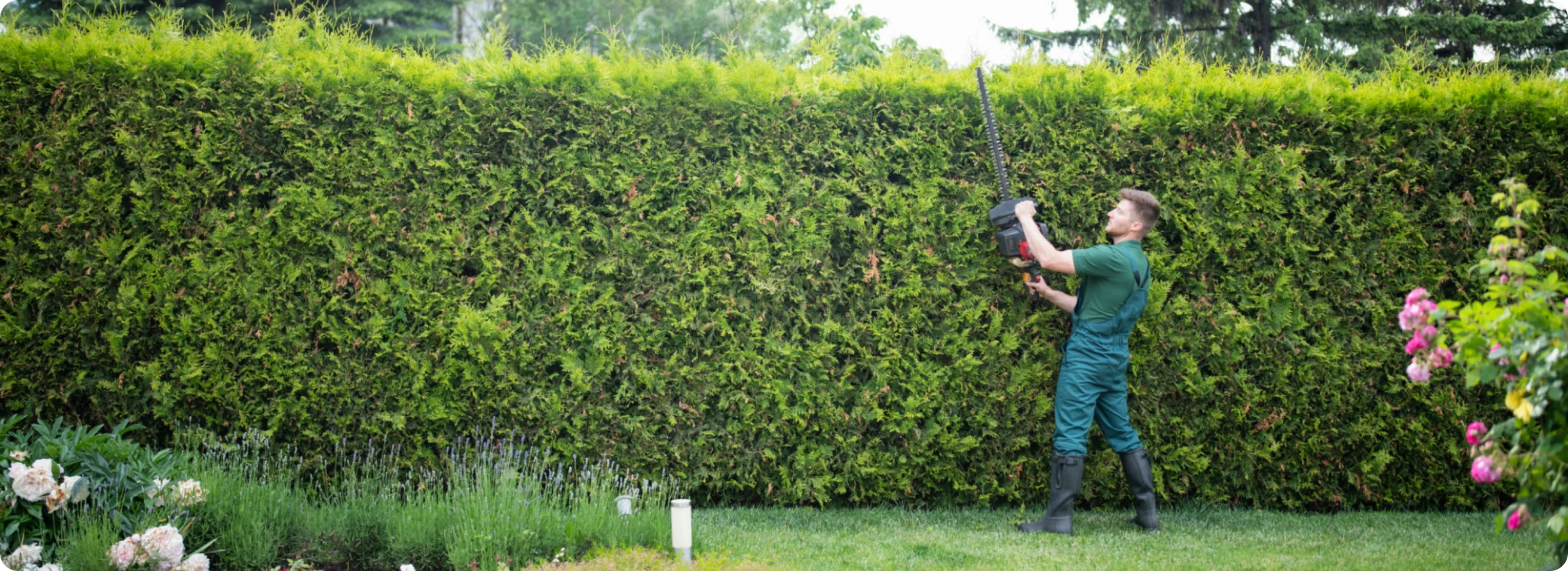 Person maintaining garden hedge
